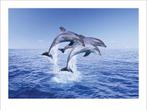 Kunstdruk Dolphin Trio 50x40cm, Verzenden, Nieuw