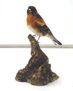 Peppola Taxidermie volledige montage - Fringilla, Nieuw