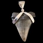 Fossiele witte haai, tand - Fossiele tand - Hastalis - 50 mm, Verzamelen