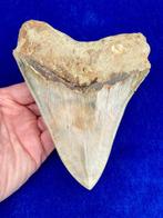 Haai - Fossiele tand - Otodus megalodon - 14.9 cm