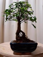 Chinese iep bonsai (Ulmus parviflora) - Hoogte (boom): 18 cm