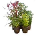 Aquariumplanten Mix 5 Potten, Dieren en Toebehoren, Vissen | Aquaria en Toebehoren, Ophalen of Verzenden, Nieuw