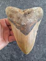 Megalodon - Fossiele tand - *oversized monster* *TITAN FANG*