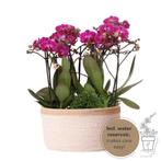 Kolibri Orchids | paarse plantenset in Cotton Basket incl. w, Verzenden