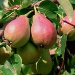 Pyrus communis ‘Bonne Louise dAvranches’ + po, Verzenden, Volle zon
