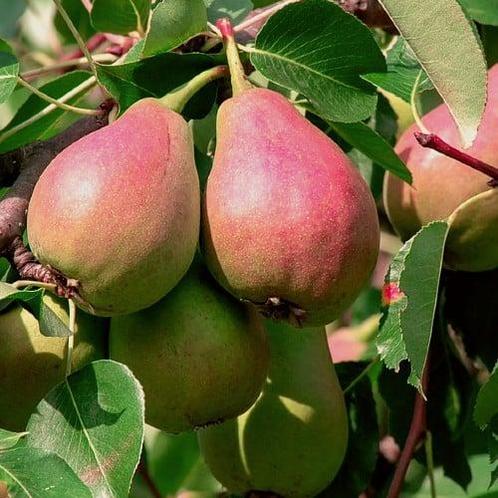 Pyrus communis ‘Bonne Louise dAvranches’ + po, Tuin en Terras, Planten | Fruitbomen, Volle zon, Verzenden