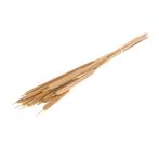 Typha Sigaren large natural bundel +/- 10 st Sigaar Sigaren, Hobby en Vrije tijd, Knutselen, Ophalen of Verzenden, Nieuw
