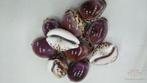 Cypraea Tigris Purple - Tijgerschelp 10 stuks, Ophalen of Verzenden, Nieuw