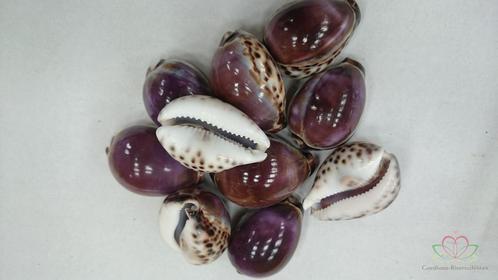 Cypraea Tigris Purple - Tijgerschelp 10 stuks, Hobby en Vrije tijd, Knutselen, Nieuw, Ophalen of Verzenden