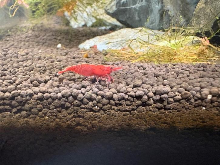 Vuurgarnalen (Neocaridina) Low/High Grade Mix, Dieren en Toebehoren, Vissen | Aquariumvissen, Kreeft, Krab of Garnaal, Zoetwatervis