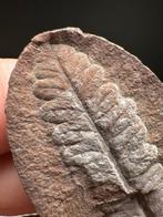 fossiele varen - Gefossiliseerde plant - Lobatopteris