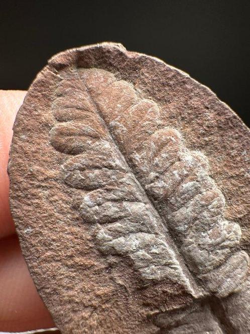 fossiele varen - Gefossiliseerde plant - Lobatopteris, Verzamelen, Mineralen en Fossielen