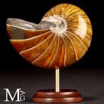 Fossil Nautilus op decoratieve standaard. - Gefossiliseerde, Verzamelen, Mineralen en Fossielen