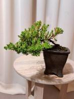 Jeneverbes bonsai (Juniperus) - Hoogte (boom): 10 cm -, Antiek en Kunst