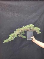 Jeneverbes bonsai (Juniperus) - Hoogte (boom): 15 cm -