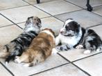 NOVA SCOTIA DUCK TOLLING RETRIEVER X BORDER COLLIE PUPS, Dieren en Toebehoren, Honden | Retrievers, Spaniëls en Waterhonden, CDV (hondenziekte)