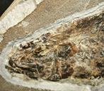 Vis - Fossiele matrix - Nematonotus Longispinus Qualità