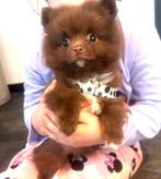 Choco kleur raszuiver pomeranian pomeriaan mini teefje, Dieren en Toebehoren, Honden | Poolhonden, Keeshonden en Oertypen, Parvo