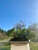 Jeneverbes bonsai (Juniperus) - Hoogte (boom): 6 cm - Diepte