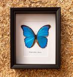 Vlinder Taxidermie volledige montage - Morpho didius - 28.5, Nieuw