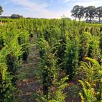 Laurier div./Beuken/Taxus/Vaste Planten/Heesters/Bomen, Tuin en Terras, Ophalen, Haag