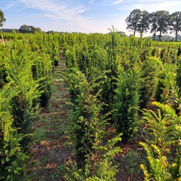 Haagplanten/Laurier/Taxus/Beuken/Groenblijvend beschikbaar voor biedingen