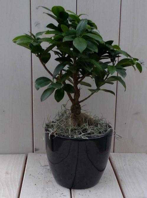 Bonsai Ficus microcarpa zwarte/antraciete pot 30 cm, Tuin en Terras, Planten | Tuinplanten, Verzenden