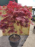 Collectie Japanse esdoorns en meer!, In pot, Bloeit niet, Halfschaduw, 100 tot 250 cm