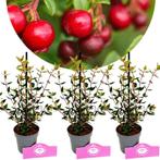 Set van 3 Aardbeiguave - Ugni molinae Villari, Tuin en Terras, Verzenden, Volle zon