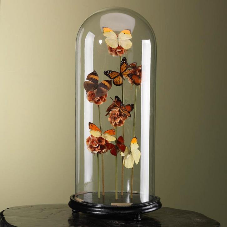 Vlinders in Stolp Taxidermie Opgezette Dieren By Max, Verzamelen, Dierenverzamelingen, Opgezet dier, Nieuw, Insect, Ophalen of Verzenden