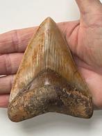 Megalodon tand 10,4 cm - Fossiele tand - Carcharocles, Verzamelen