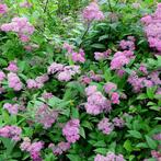Spirea Japonica Manon - Spierstruik (Kale Wortel) - 30-50, Ophalen of Verzenden, 100 tot 250 cm