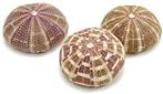 Zeeegel Sea Urchin Alfonso Large 10 stuks, Ophalen of Verzenden, Nieuw