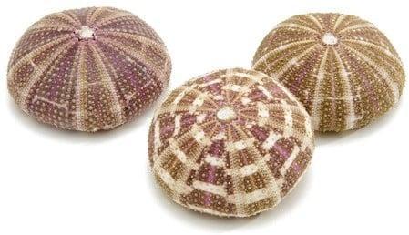 Zeeegel Sea Urchin Alfonso Large 10 stuks, Hobby en Vrije tijd, Knutselen, Nieuw, Ophalen of Verzenden