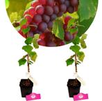 Vitis vinifera Vanessa + Pot 11cm 2 stuks, Tuin en Terras, Planten | Fruitbomen, Halfschaduw, Verzenden