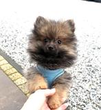Mini pomeranian pomeriaan reutje bij ons thuis geboren, Dieren en Toebehoren, Parvo, 8 tot 15 weken, Meerdere, Nederland