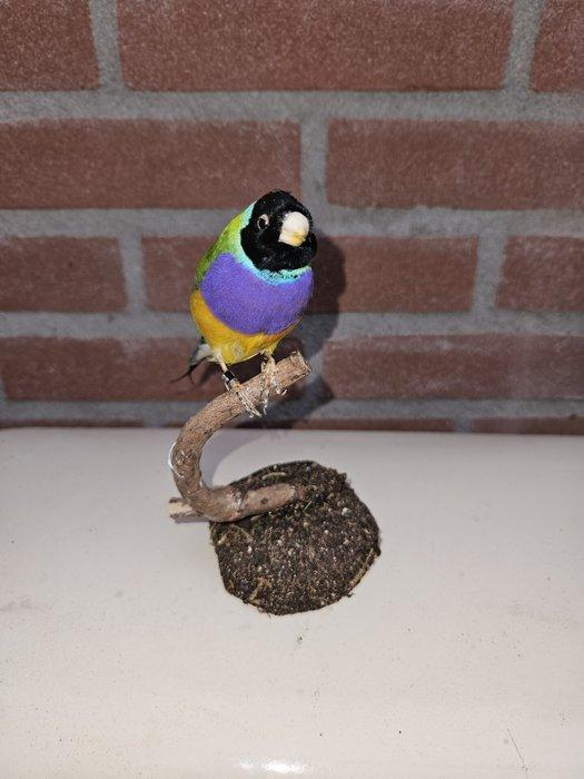 Gould amadine Taxidermie volledige montage - Chloebia, Verzamelen, Dierenverzamelingen