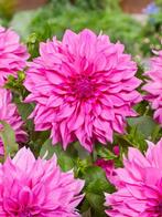 Dahlia Café au Lait Rose (Roze, Dahlia’s kopen?), Ophalen of Verzenden