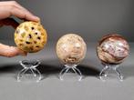 Prachtige set fossiele bollen (hout, koraal, sauropode) -