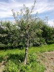 Fruitboom:Laag en halfstam Appel&Perenbomen