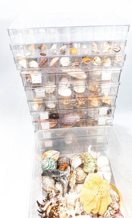 grote schelpen-, slakken- en zeesterrenverzameling Skelet -, Verzamelen, Dierenverzamelingen