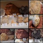 Oude fossielenverzameling met meer dan 20 stuks - Fossiele