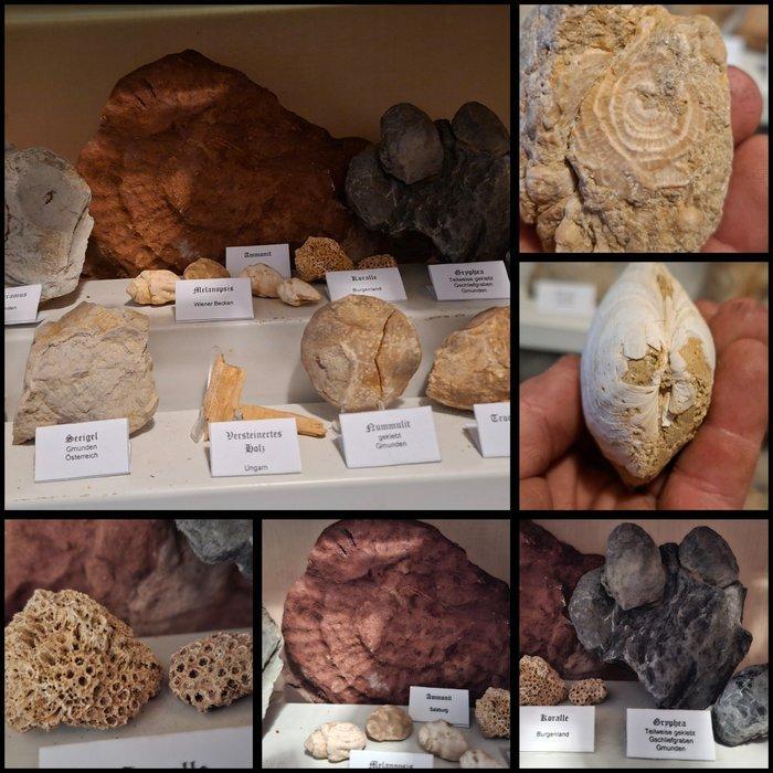 Oude fossielenverzameling met meer dan 20 stuks - Fossiele, Verzamelen, Mineralen en Fossielen