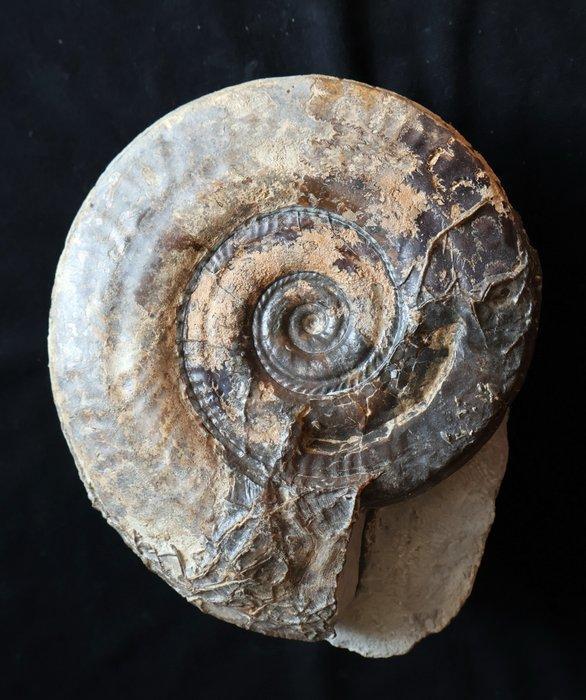 Ammoniet - Gefossiliseerde schelp - Hildoceras bifrons - 15, Verzamelen, Mineralen en Fossielen