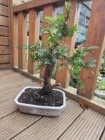 Conifeer bonsai (Taxus) - Hoogte (boom): 50 cm - Diepte