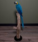 Blauw-gele Ara Taxidermie Opgezette Dieren By Max