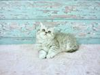 Prachtige raszuivere Britse korthaar kittens beschikbaar, Ontwormd, Meerdere dieren, 0 tot 2 jaar