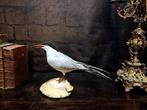 gewone stern Taxidermie volledige montage - Sterna hirundo -, Nieuw
