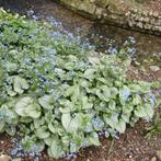 Brunnera macrophylla Jack Frost 2liter, Ophalen