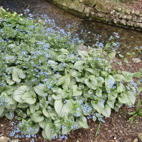 Brunnera macrophylla Jack Frost 2liter, Tuin en Terras, Planten | Tuinplanten, Ophalen